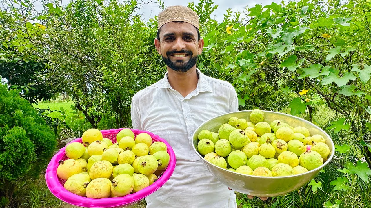 Hamare Garden ke Taza Amrood 🥰