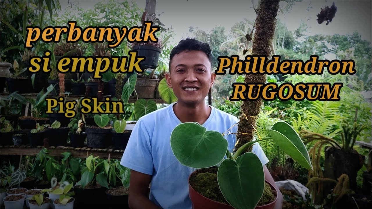 Philodendron rugosum dulu harganya dibawah 500 ribu!!!