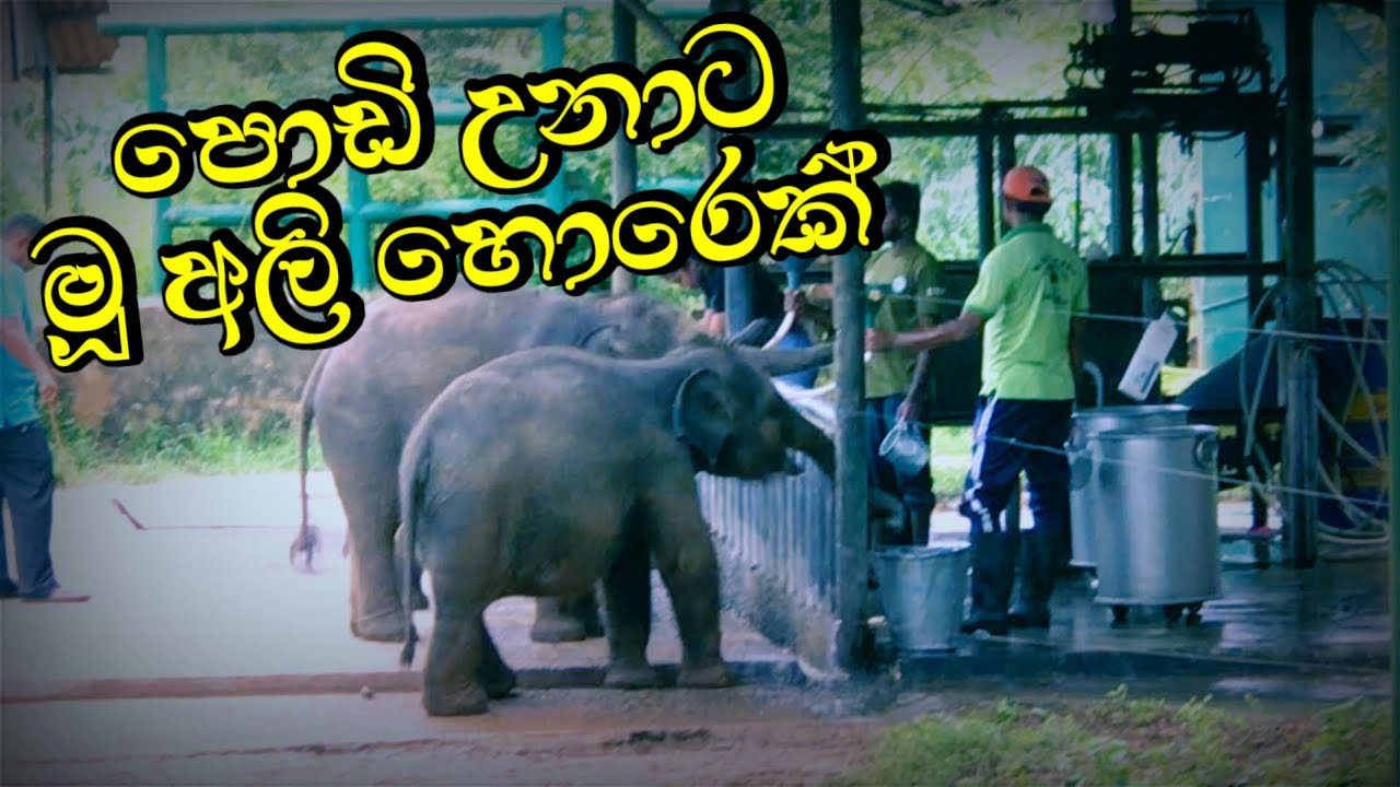 පොඩි උනාට මූ අලි හොරෙක් | Elephant Transit Home | Morning Elephant Feeding #udawalawa #eliphent