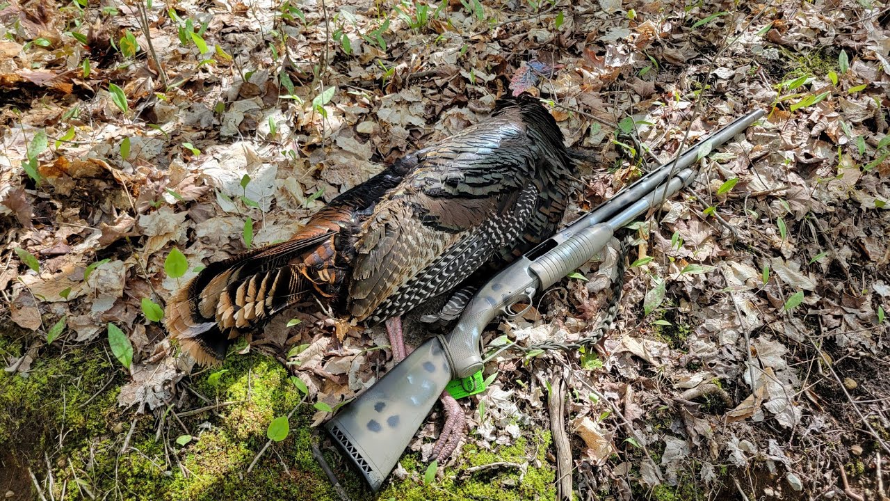 Turkeys don't stay henned up all day #turkeyhunting #hunting #turkey #winchester #longbeardlr