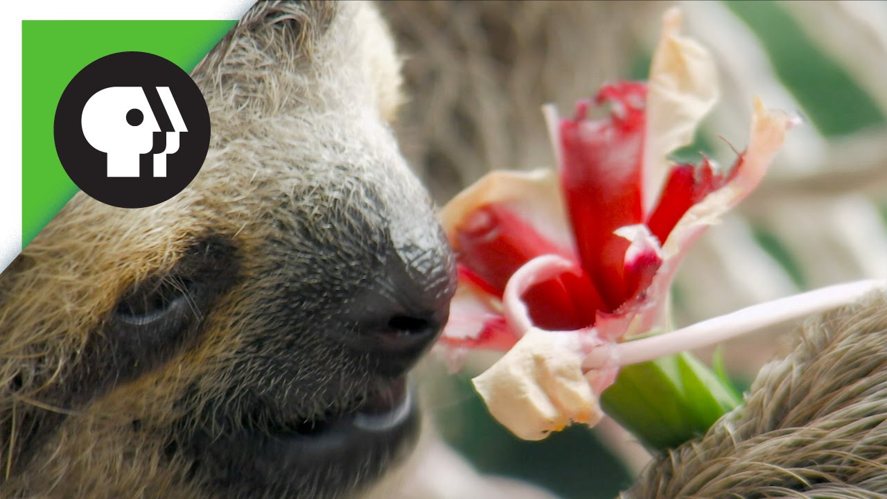 Baby Sloth Eating Flowers