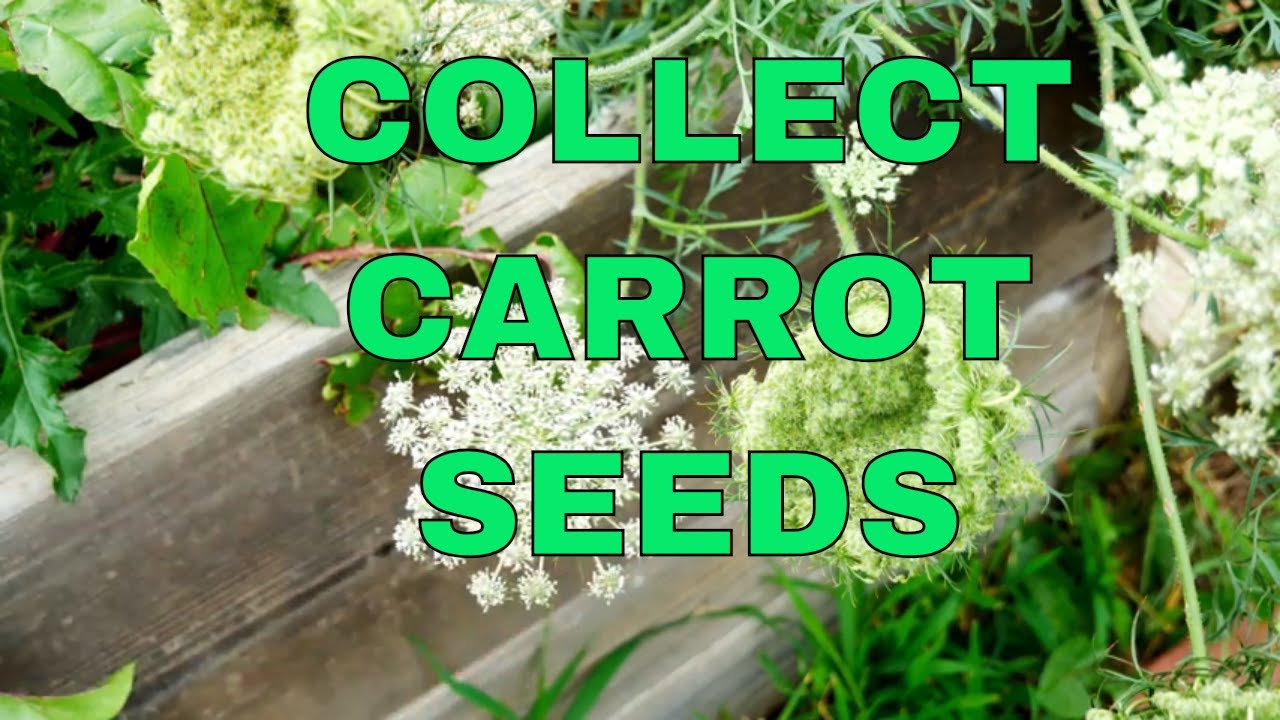Never Buy Seeds Again - How to Collect Carrot Seeds