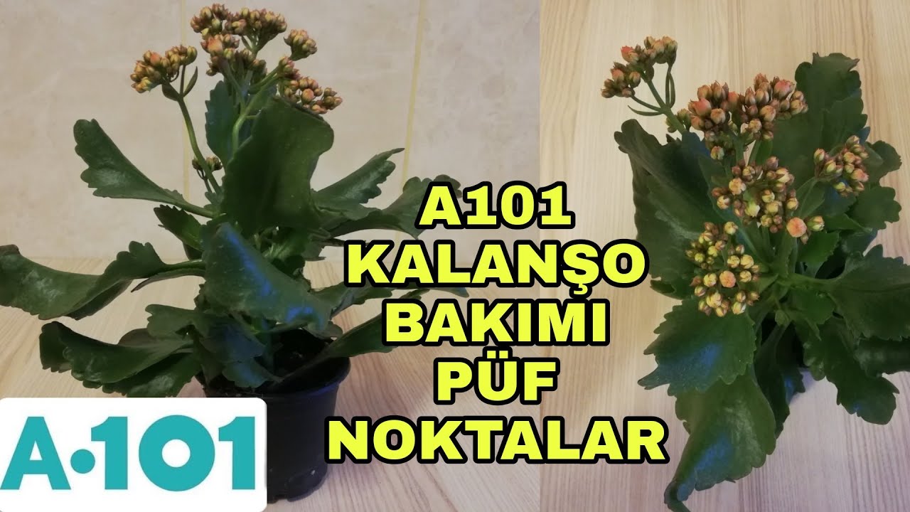 A101 kalanşo bakımı nasıl yapılır?