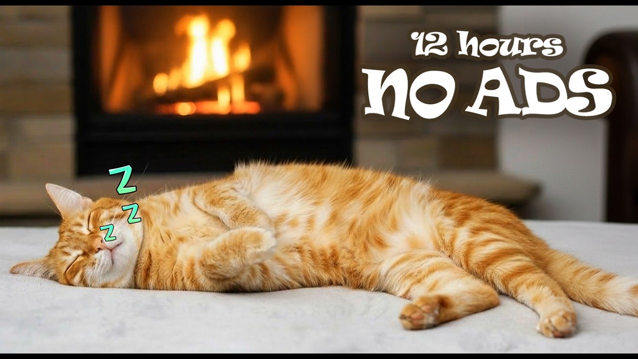 12 Hours UNINTERRUPTED Music for Cats Home Alone 😺 Comfort Sounds for Home Alone Cats