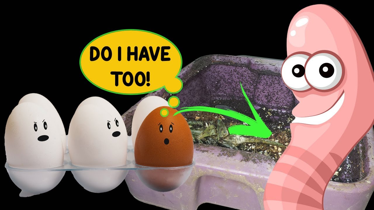 Learn how I use my EGG SHELLS, Set up a QUICK WORM BIN