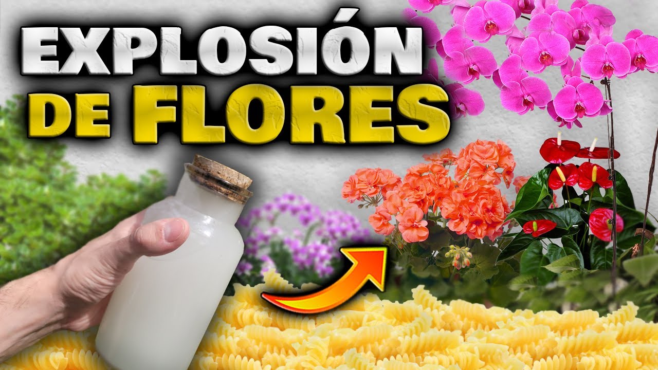 FLORACI&Oacute;N BRUTAL!! Abono Casero para PLANTAS y FLORES | Hacer Florecer Orqu&iacute;deas, Geranios y m&aacute;s