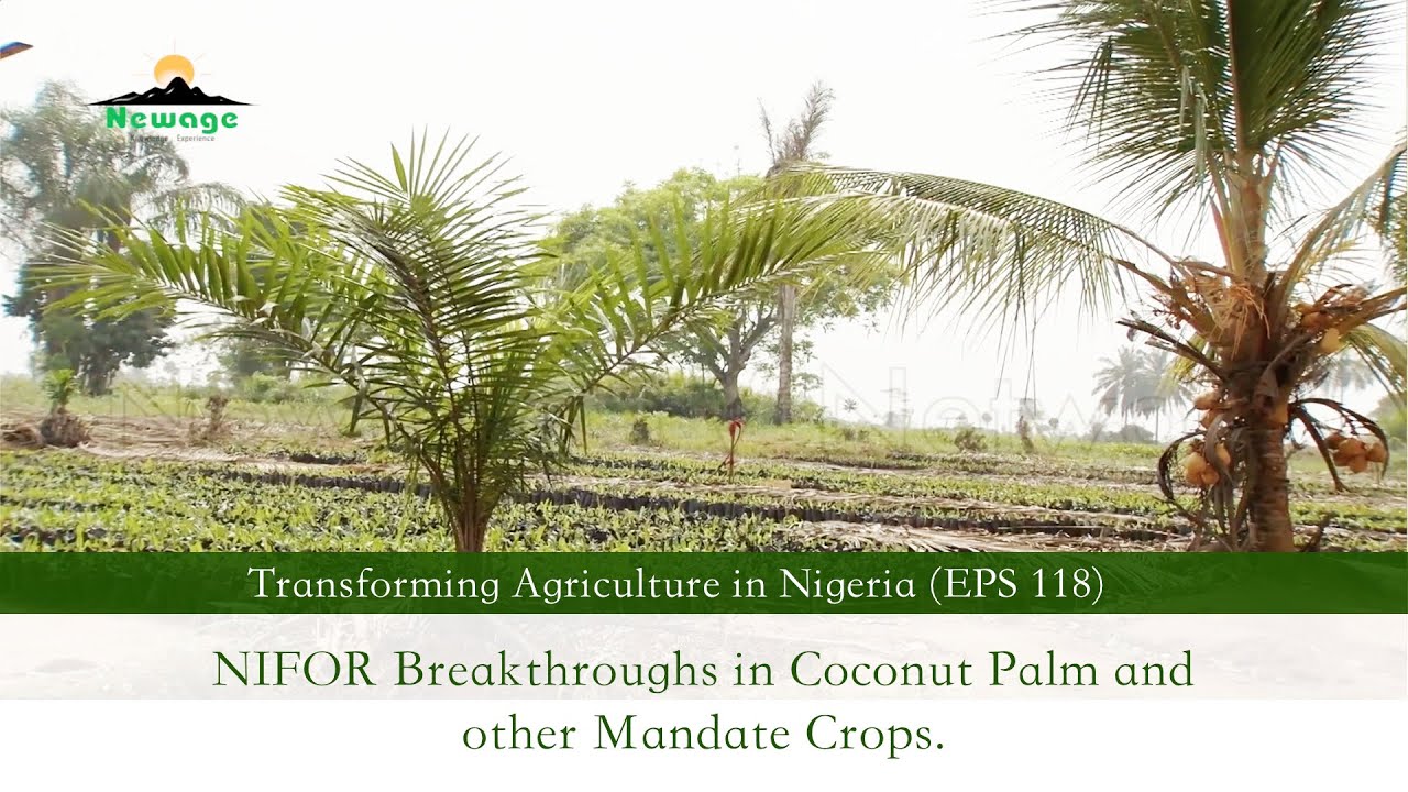 EPS 118 || NIFOR Breakthroughs in Coconut Palm and other          Mandate Crops.
