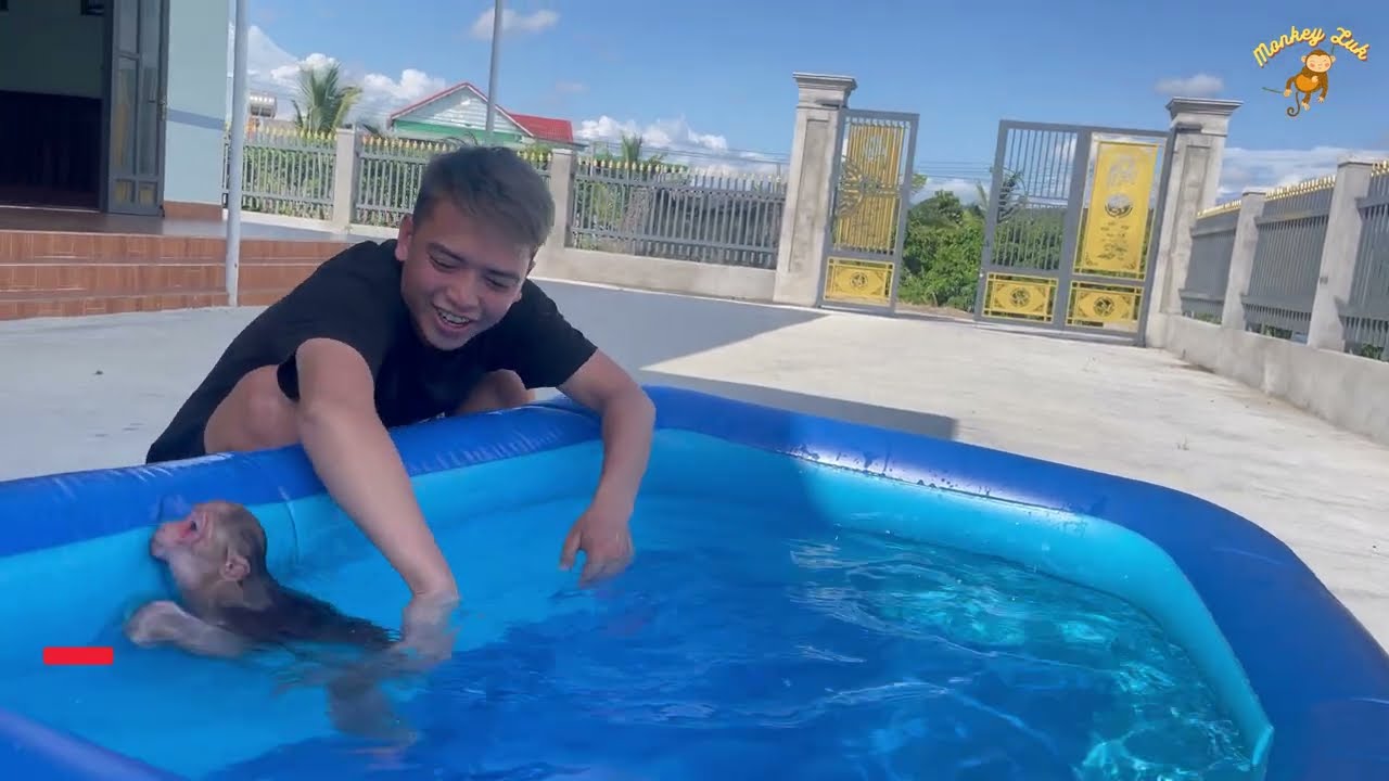 Monkey Luk's undying passion for swimming! Dad can not unstoppable