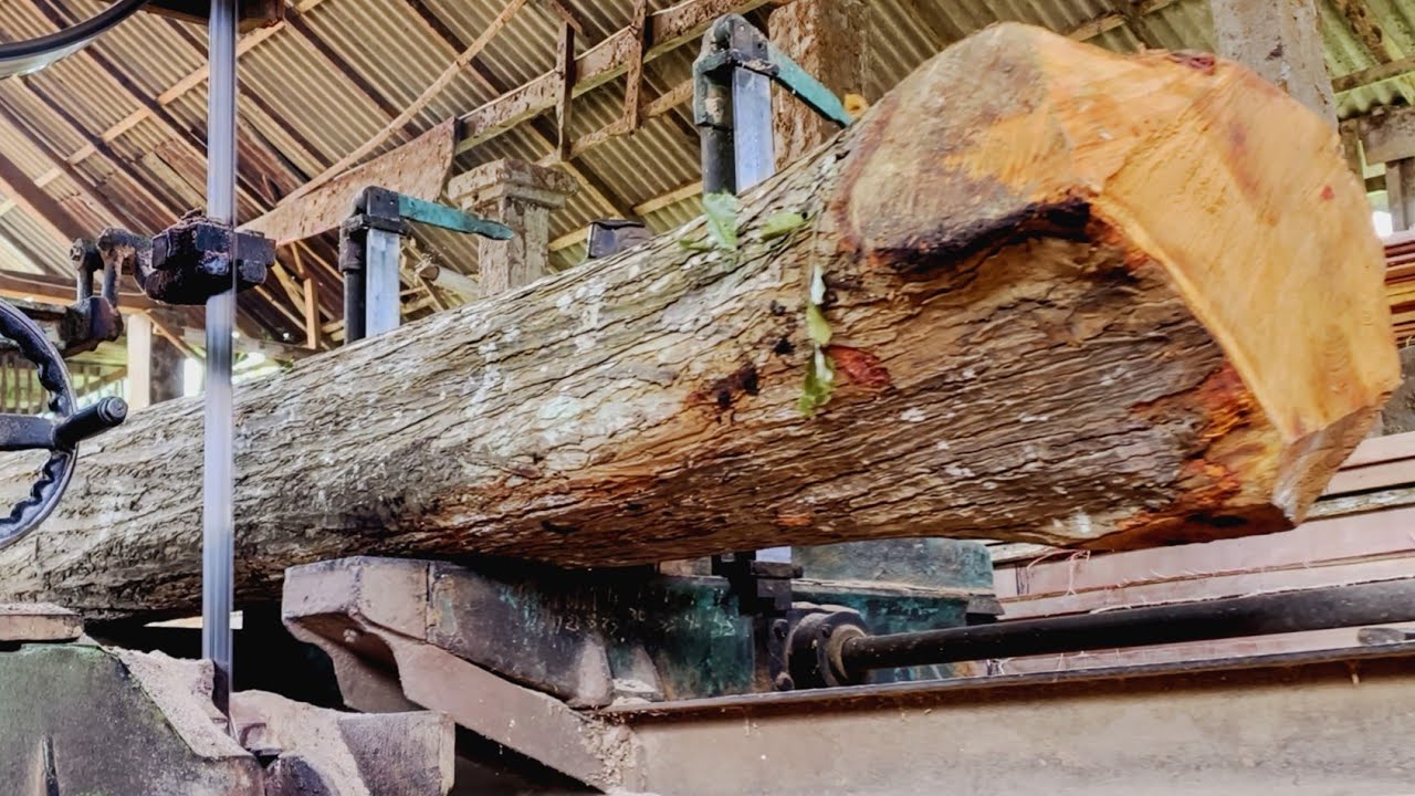 Sawing a mahogany log for construction materials at the sawmill