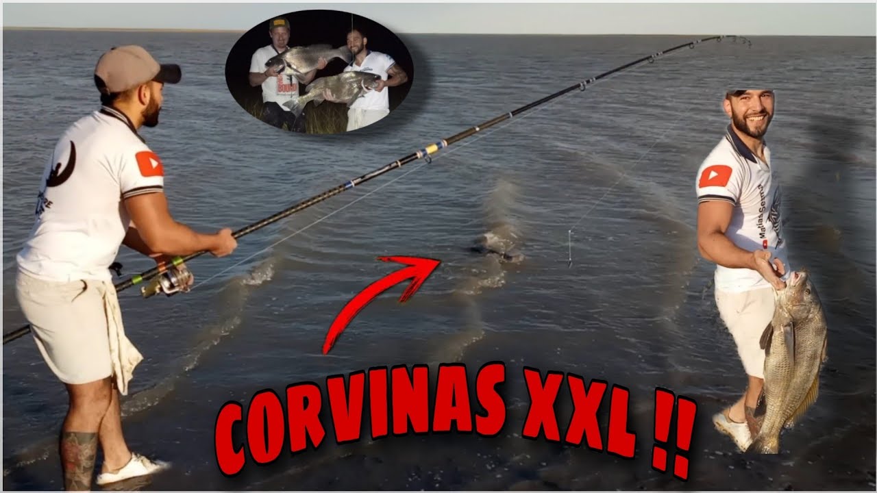 🚨 Grandes CORVINAS NEGRAS de costa en Bahía Blanca - 👉 pesquero 