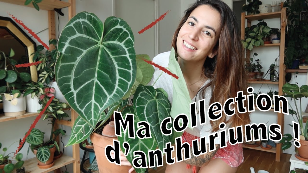 Je ne savais même pas que j'avais autant d'anthuriums !