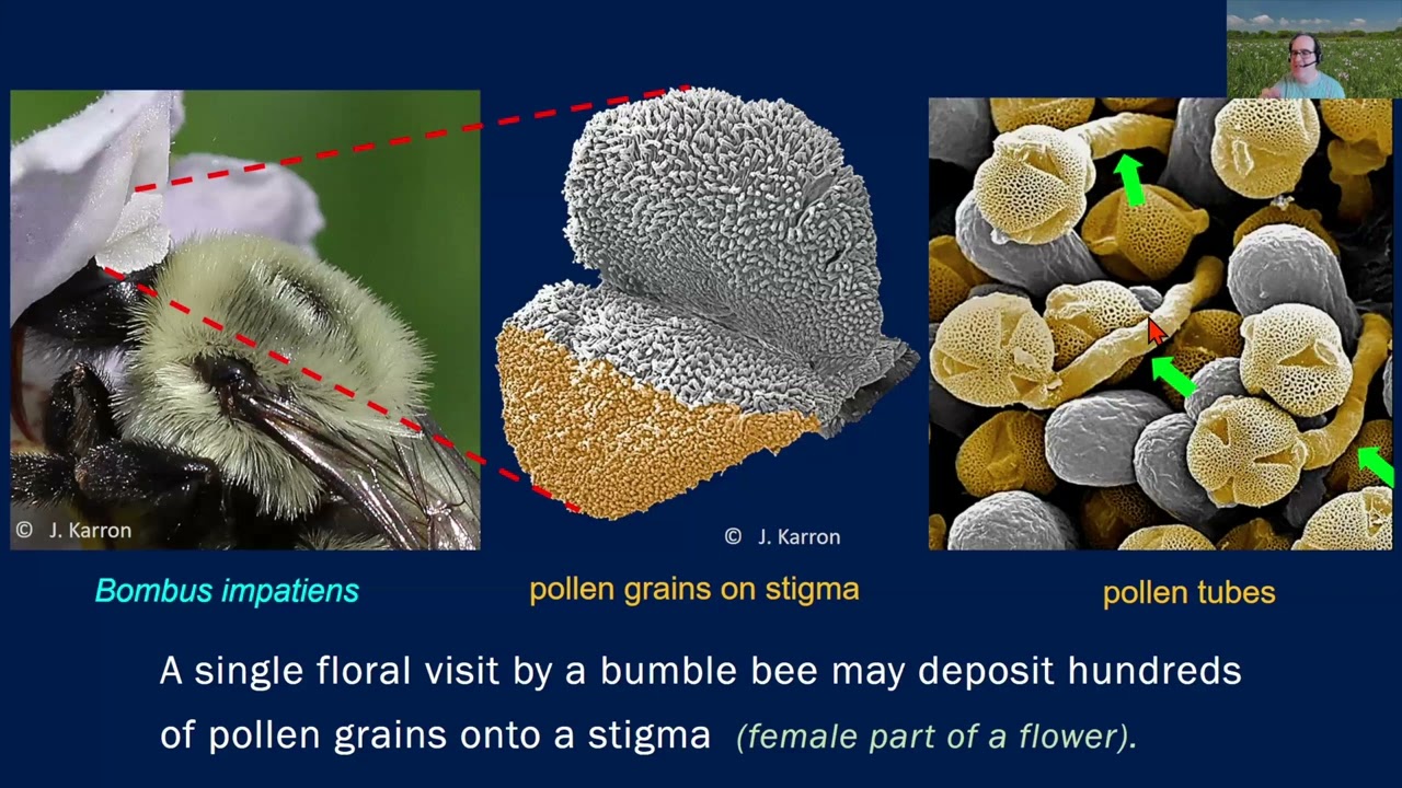 Conservation of Bumble Bee and Plant Interactions