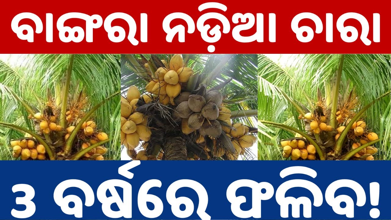 ଓଡ଼ିଶା ପାଇଁ ବାଙ୍ଗରା ନଡ଼ିଆ ଚାରା କଣ? Best Coconut dwarf variety for Odisha | coconut farming Odisha