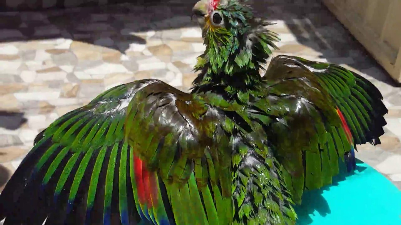 Como bañar a tu Loro?  || How to bathe your parrot?