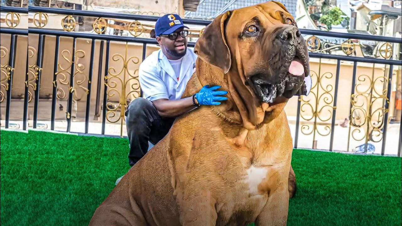 GIANT BOERBOELS Breeder Explains Why You SHOULD NOT BUY THE BREED..