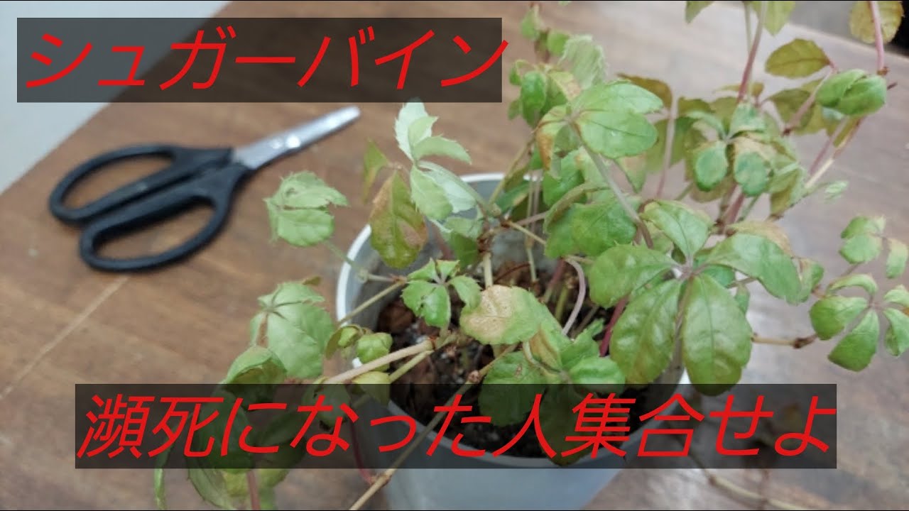 シュガーバイン　もうだめだ！いやいやまだいけますよ。葉が元気ない・・・やせ細っちゃった。なんて方、諦めるな！