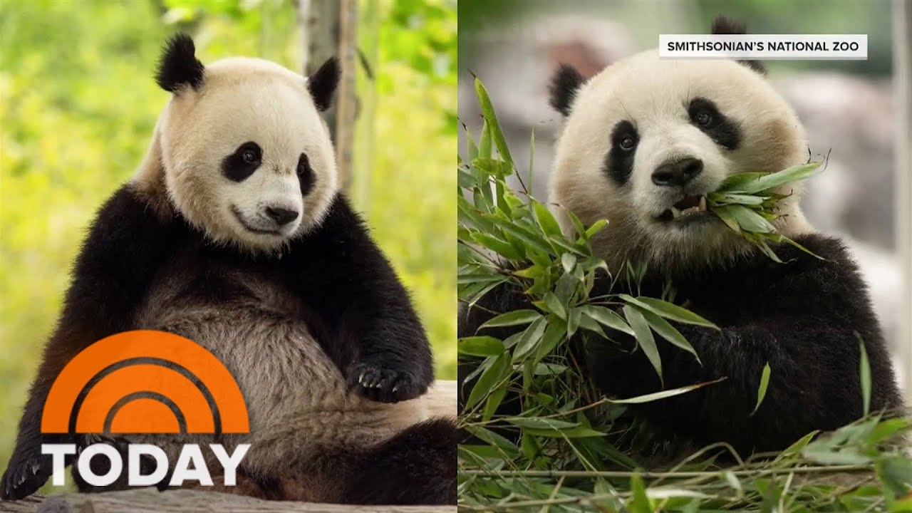 Two new giant pandas set to arrive at National Zoo from China