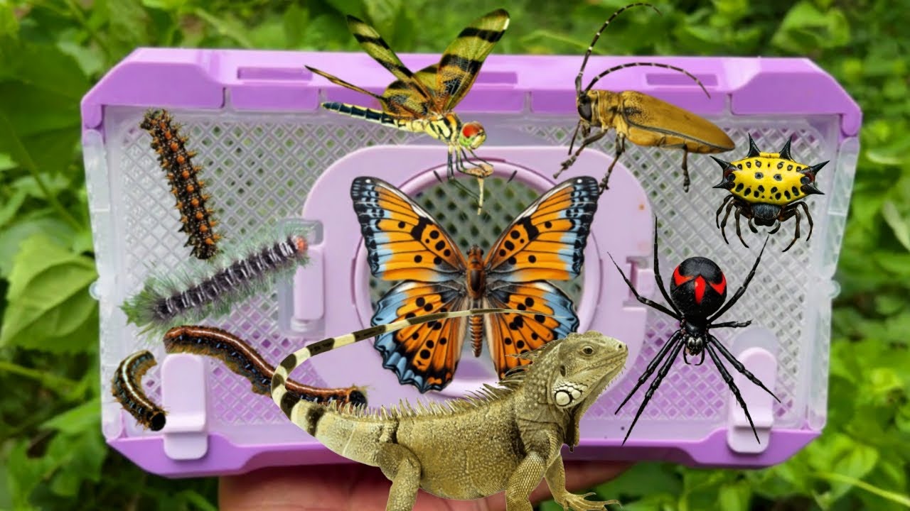I am Hunter Insect In The Garden, I Showing Tropical a Caterpillar, Longhorn Beetle, Snail & Lizard