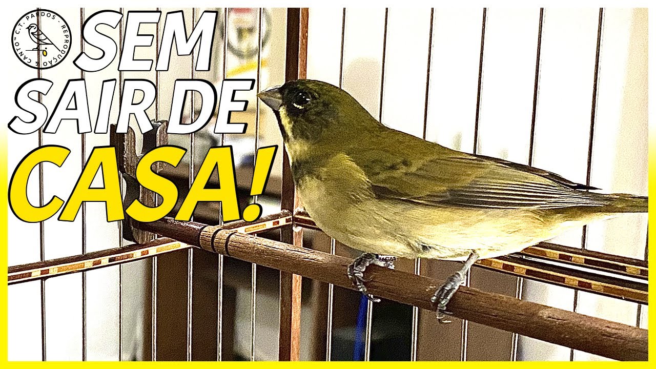 COMO ABRIR O CANTO DO PAPA CAPIM PARDO EM CASA