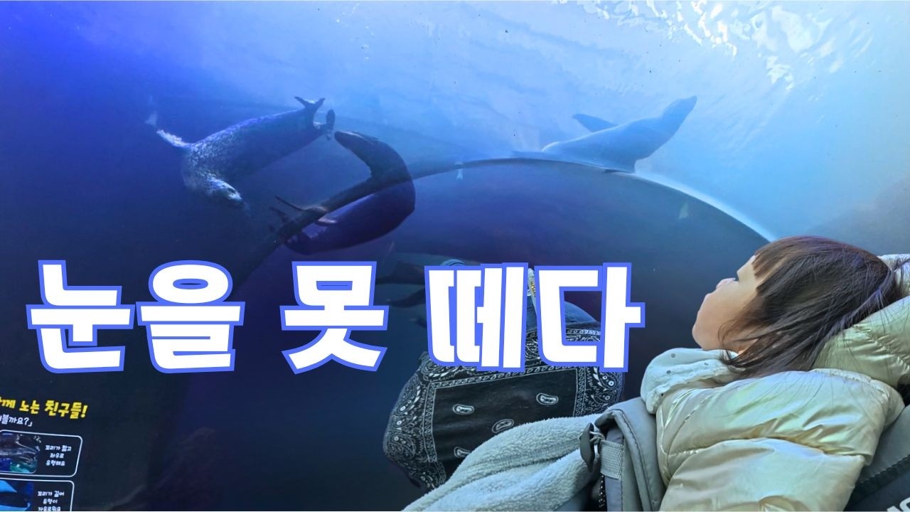 수조 안에서 마주한 거대한 존재｜사천 아라마루 아쿠아리움