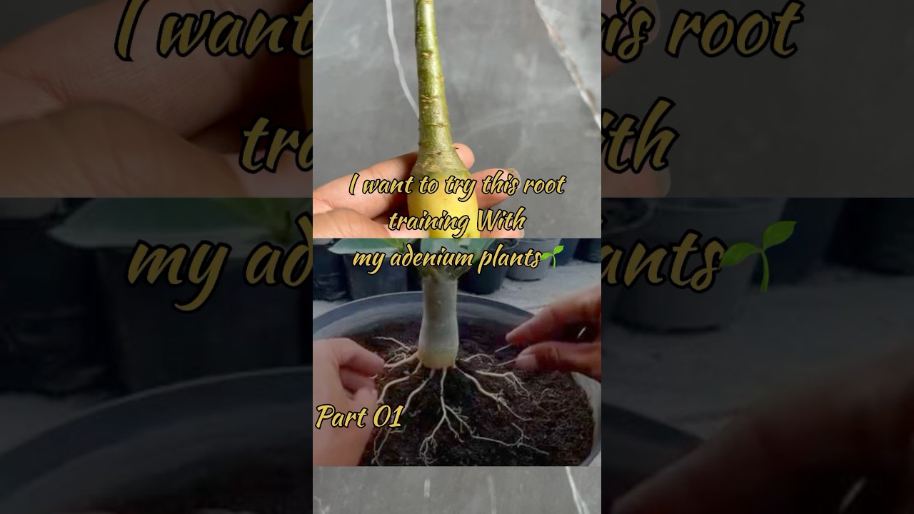 Part01  Adenium root training🌱 #gardening#adenium #plants #subscribe#video #song #follow #subscribe