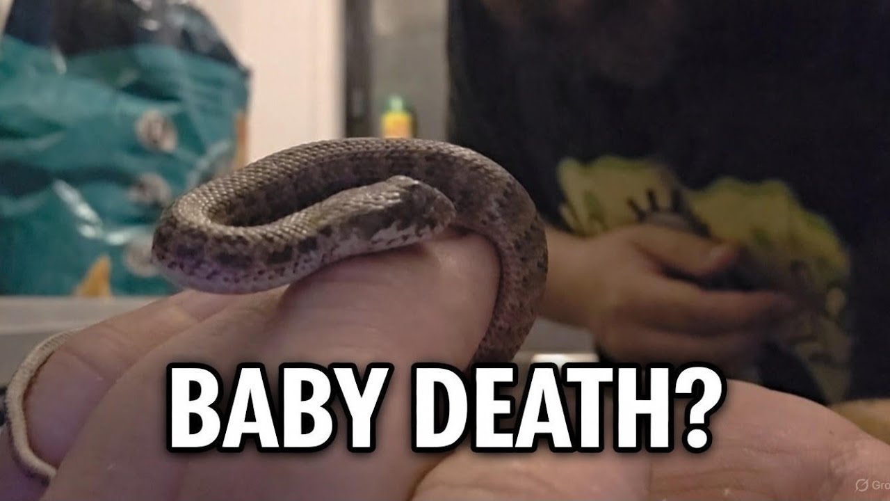 Near DEATH Experience,  babies