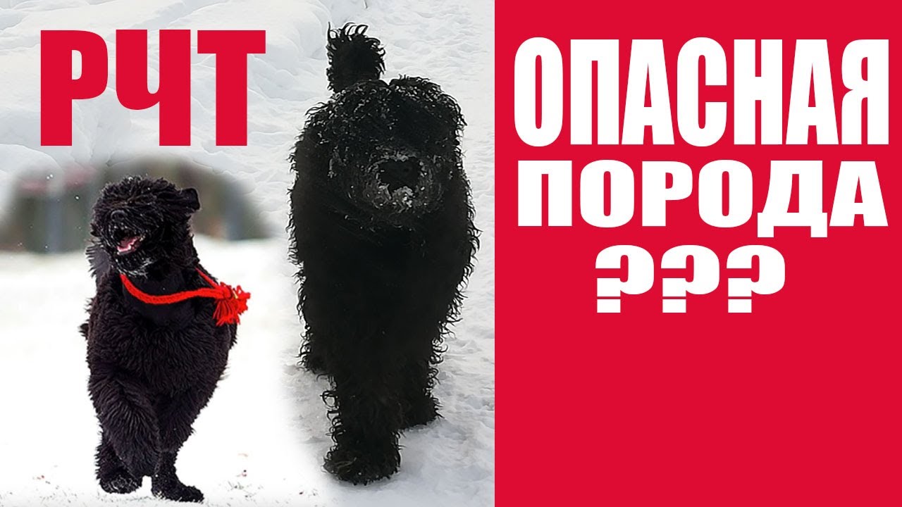 Потенциально опасные породы собак??? Или неадекватные владельцы? Часть 2