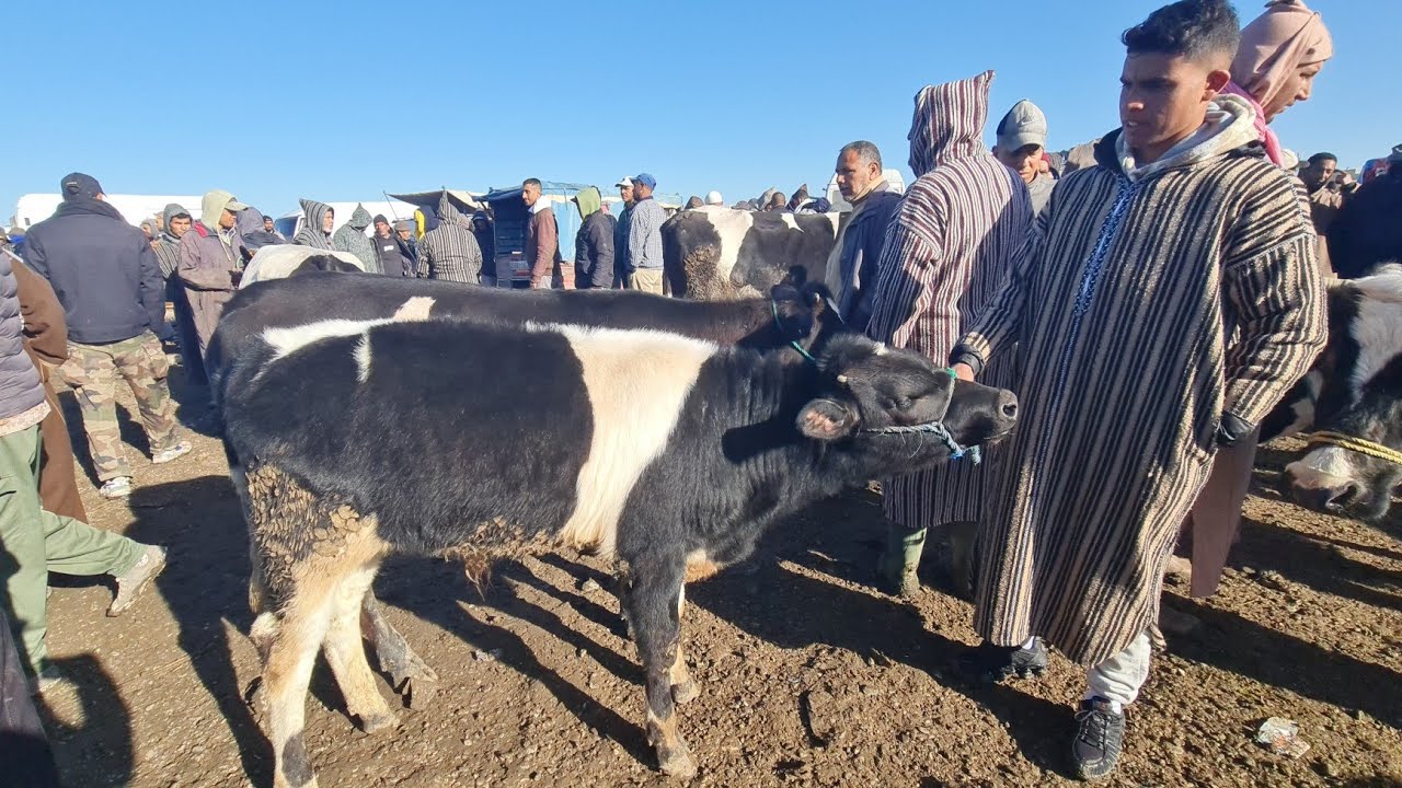 سوق خميس سيدي قاسم 2026/3/12 لبقرات وحوالى ونعجة وعجول وعجلات 