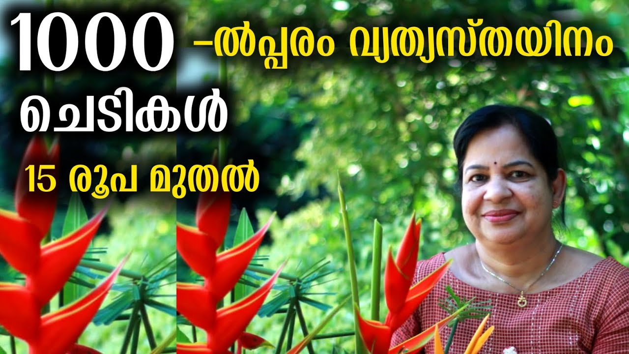 ഇത്രയധികം വ്യത്യസ്തയിനം ചെടികൾ ലഭിക്കുന്ന ഹോം നഴ്സറി അപൂർവം | Home Garden Tour Malayalam