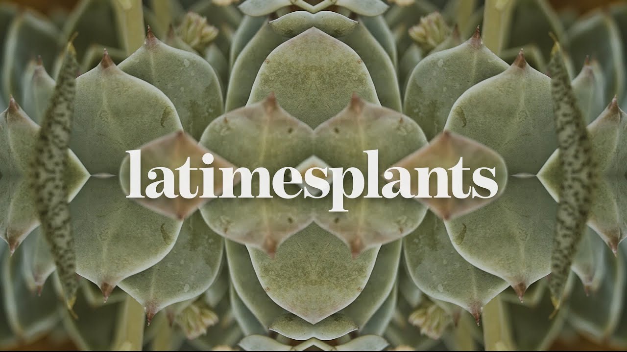 The new L.A. Times Plants section