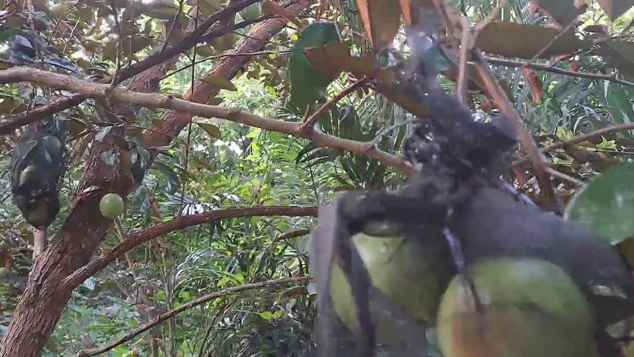 Mãng cầu xiêm chín