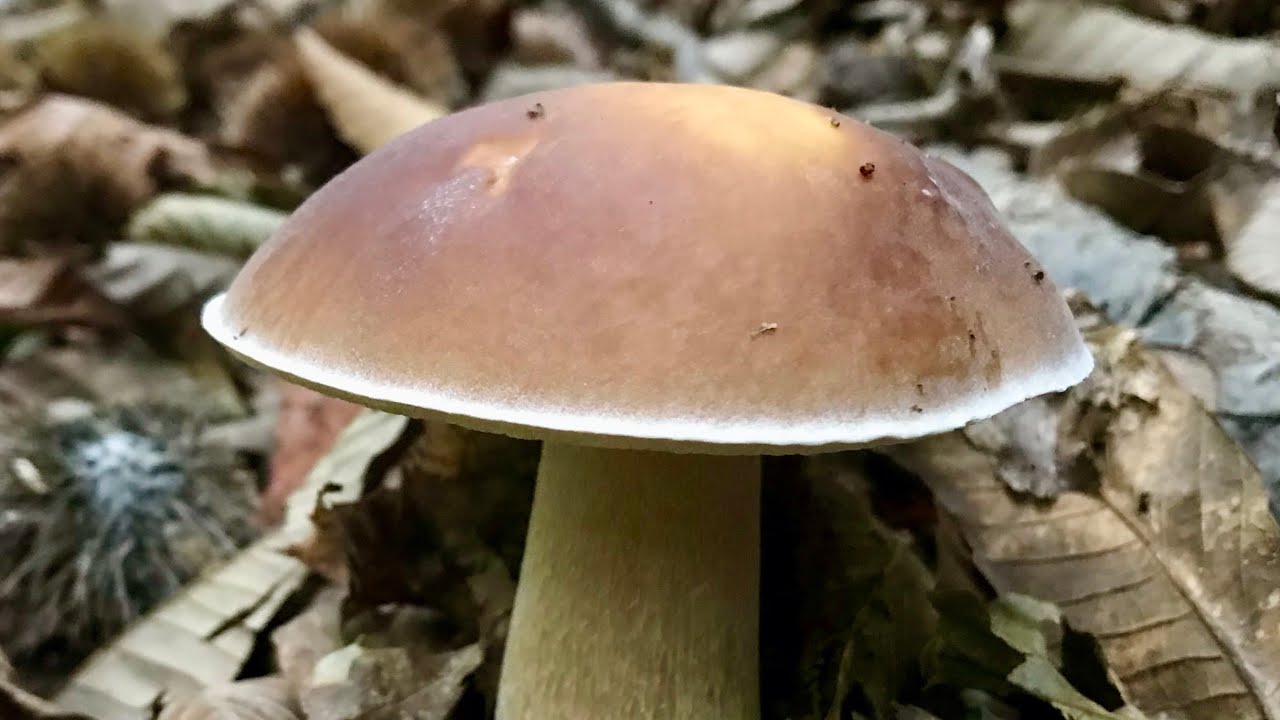 BOLETUS EDULIS en Gipuzkoa, con la compañía de @sonekinda , 5 De Octubre 2022, ( 2ºParte )