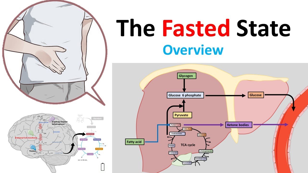 The fasted state (overview)