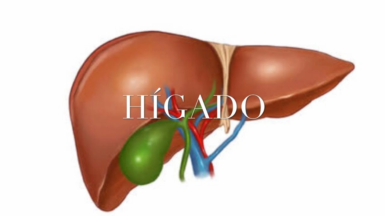 Hígado
