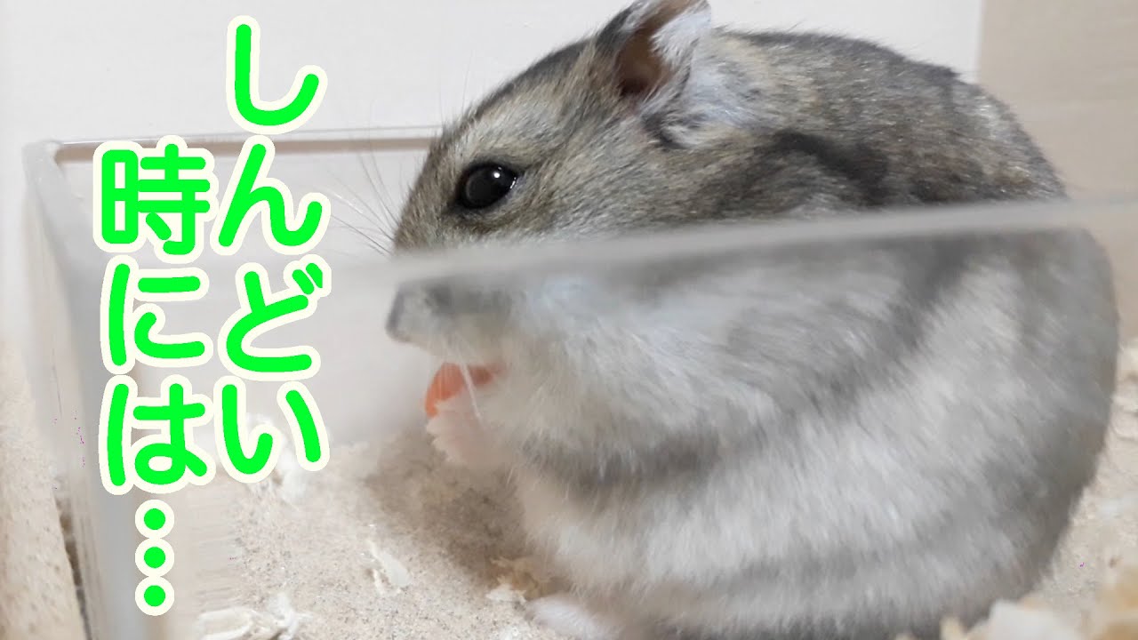ハムスターから頑張り屋さんのあなたへ。