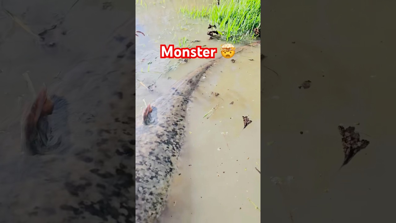 🤯 Big Monster Catfish #aquasustain #fishing #bigfish #catfish #italy #fisherman #viral