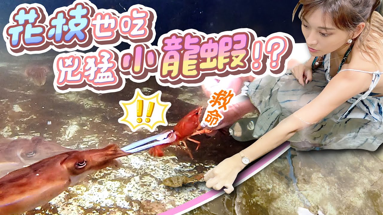 【跟我去釣蝦】女神被搶劫 阿坤的花枝既然是小龍蝦殺手? 圓圓的好療育吃東西好可愛!! 【イカの生態】Come With Me  @superlinduke @maxinechi