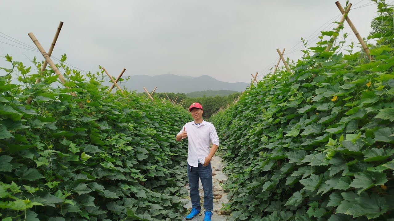 Bí Xanh Phi Long Tại Cờ Đỏ - M 2 Tết
