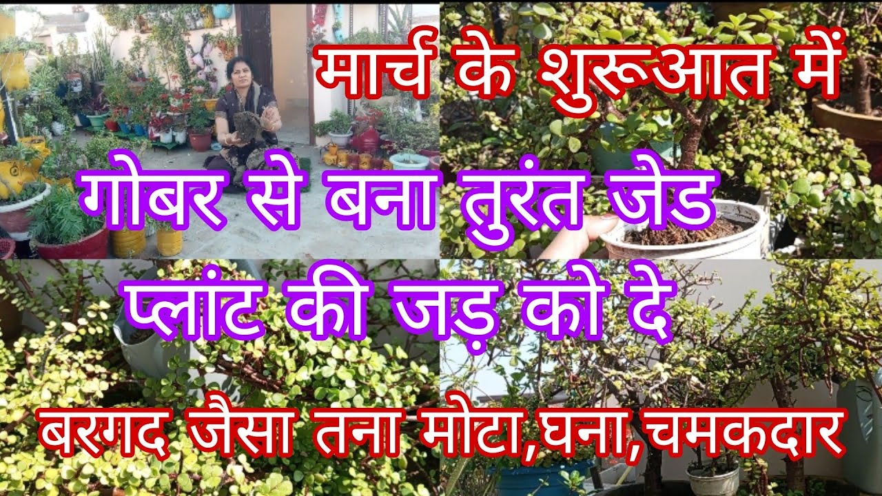 मार्च आते ही जेड प्लांट की जड़ में गोबर से बनी खाद तुरंत डालें,गर्मियों में बरगद जैसा तना,घना,चमकदार