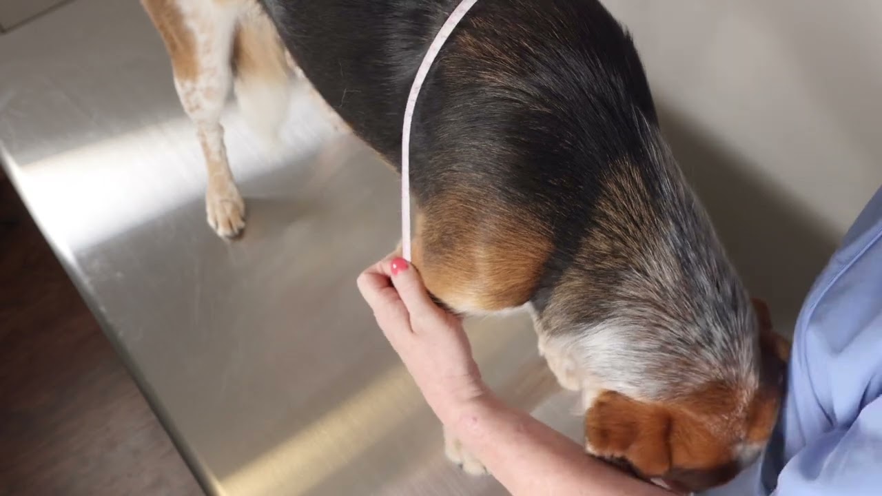 Dogleggs -How to take Measurements for Dogleggs Shoulder Stabilization System