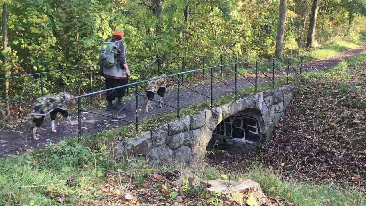 Lurcher -vovvarna besöker Kaknäs Djurkyrkogård, Norra Djurgården, Stockholm…