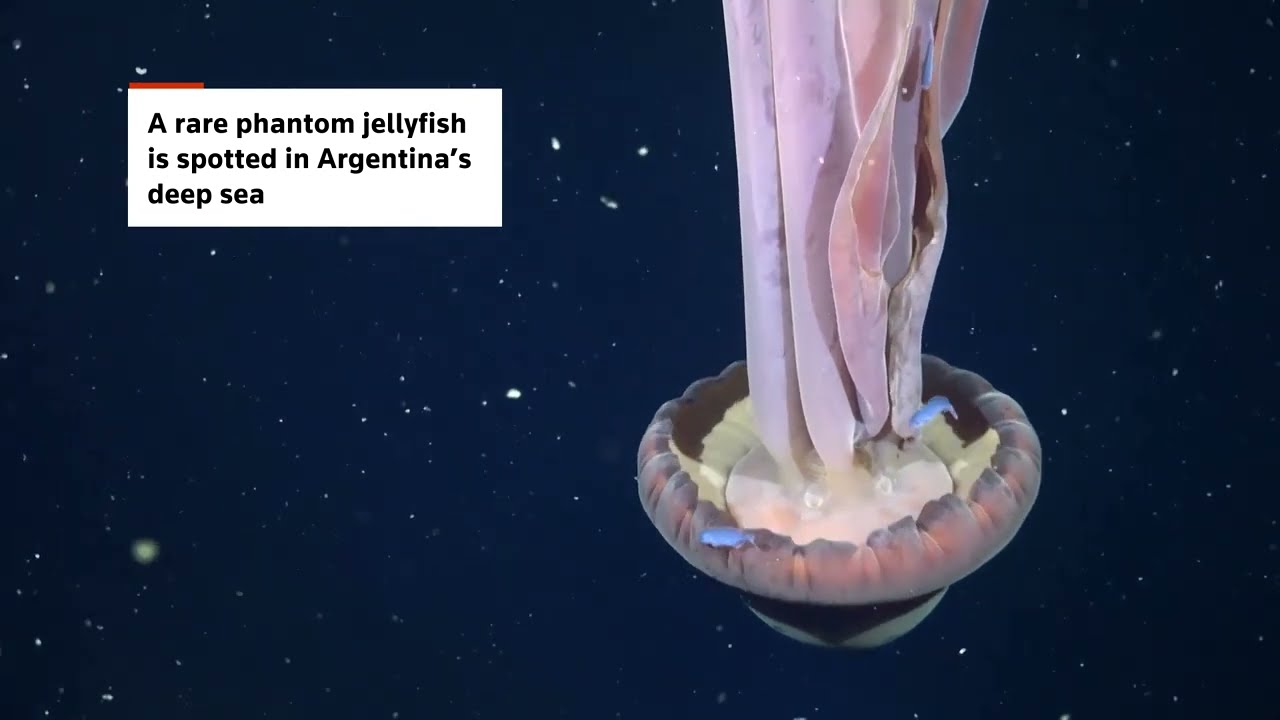 Rare phantom jellyfish spotted in Argentina’s deep sea