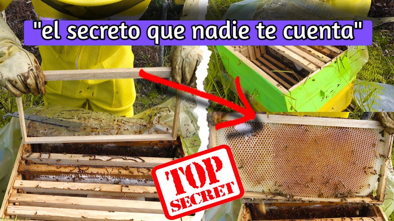✅ Trabajar sin LAMINAS de CERA ni ALAMBRE en la apicultura &iquest;ES POSIBLE? 🤔