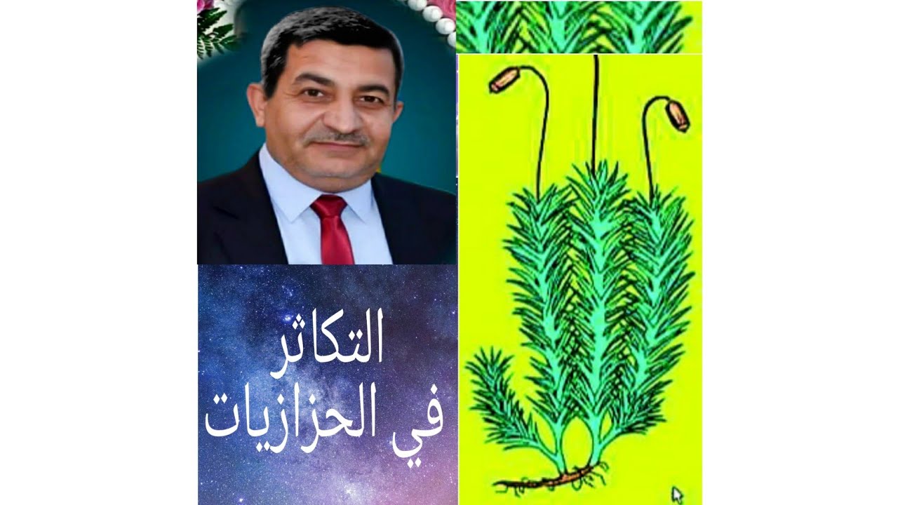 محاضرة التكاثر ١١ التكاثر في الحزازيات