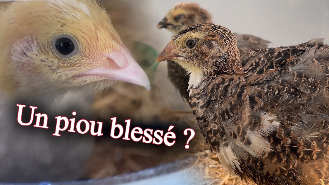 Les cailleteaux vont bientôt aller dehors ! (+ un piou à l'infirmerie 🤕)