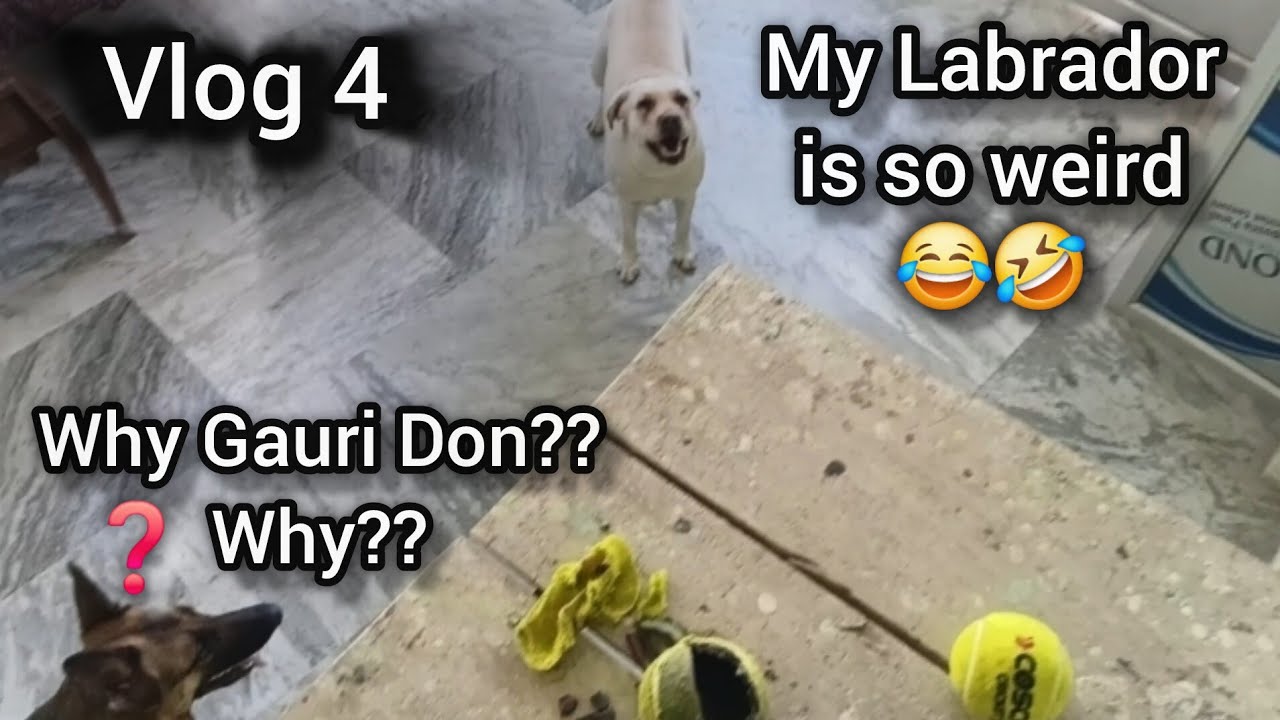 Playtime 🐶🥎 Dog Training at home: 😂🤣 Gaming, walk, chasing my dog, exercise, treats, cleaning #live