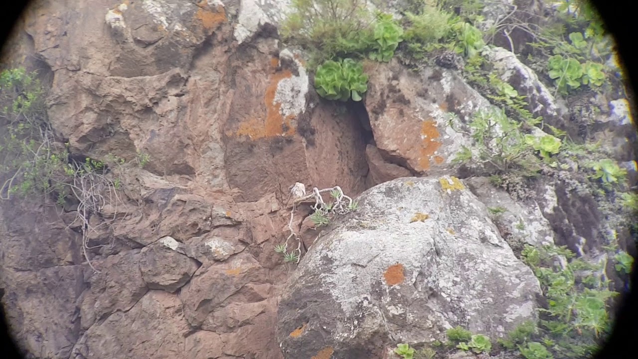 barbary falcon