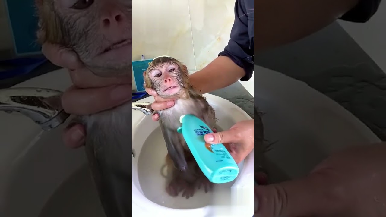 cute monkey sweeping karty huwy