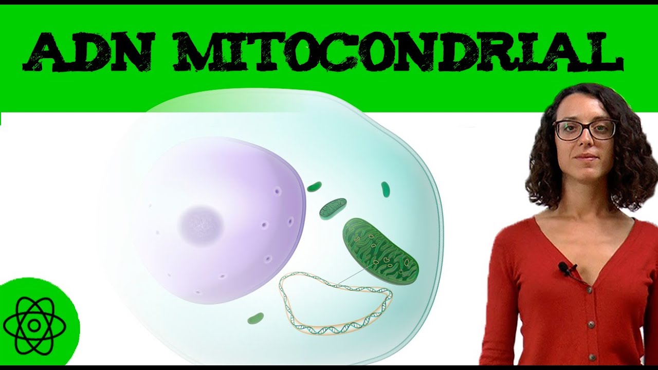 ADN mitocondrial 🧬
