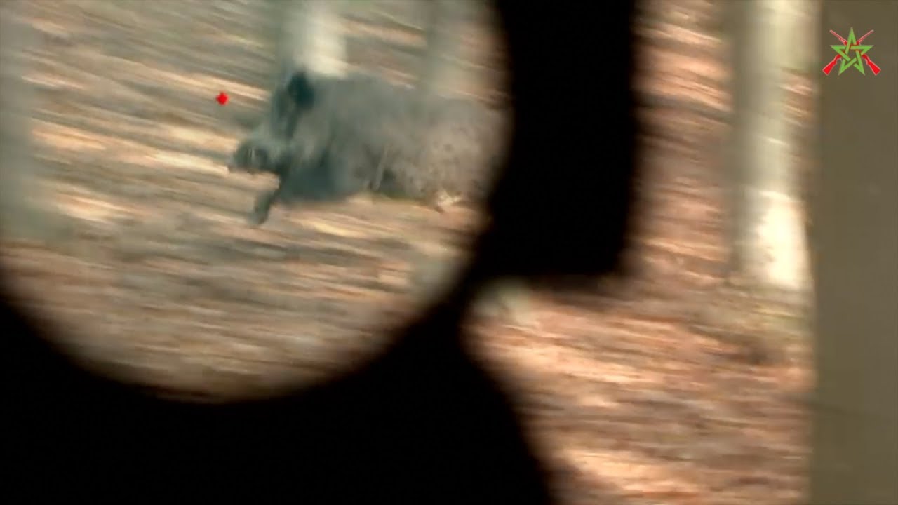 Best Wild boar hunting moments - Aimpoint